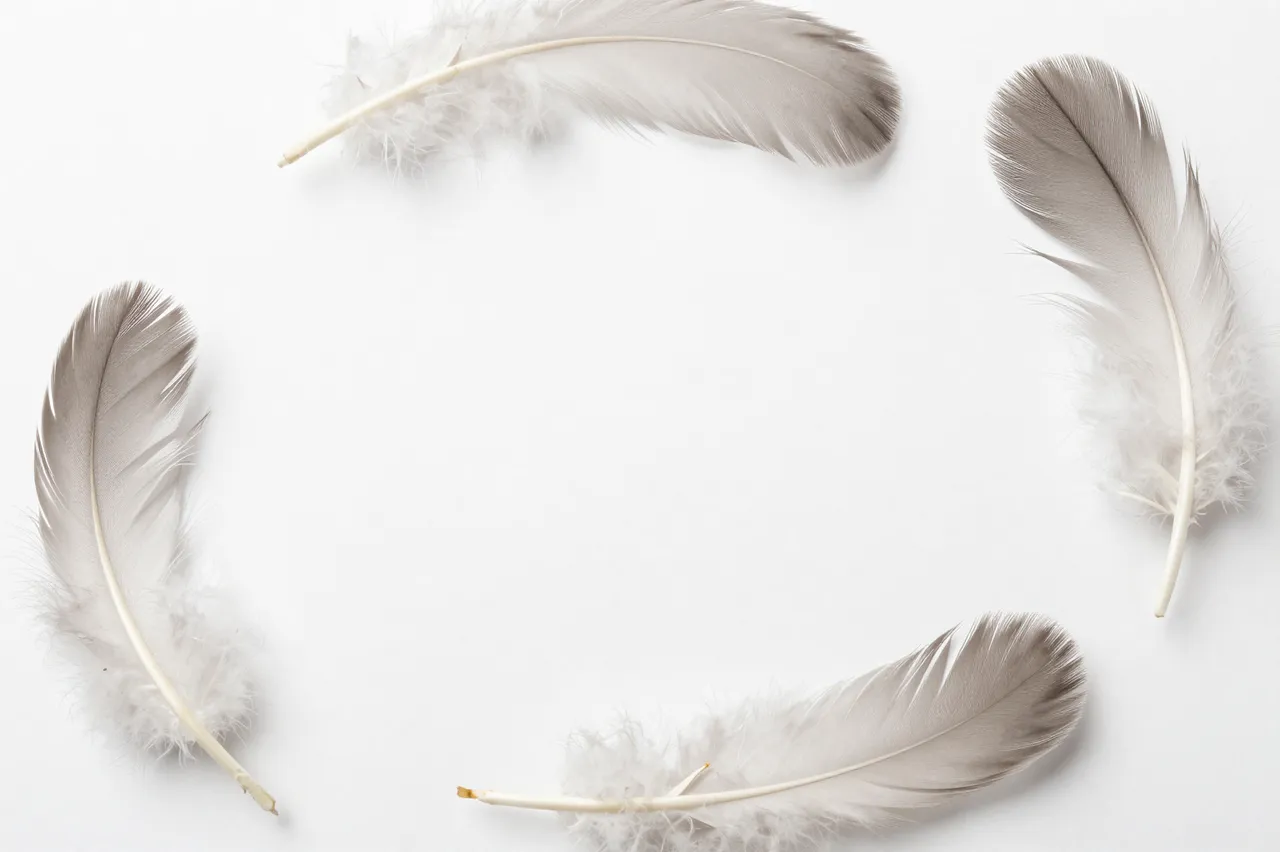 Four soft pale feathers arranged in a loose circle on a plain white surface with central empty copy space.