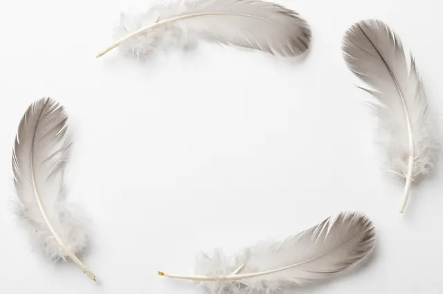 Four soft pale feathers arranged in a loose circle on a plain white surface with central empty copy space.