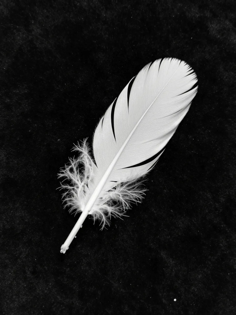 A delicate white feather rests on a textured black velvet background in monochrome