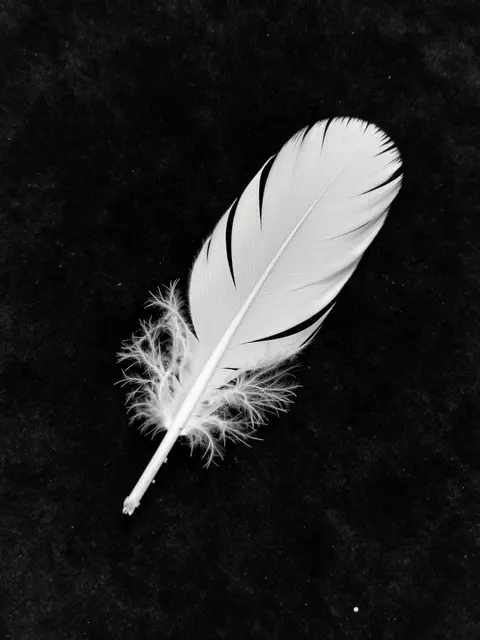 A delicate white feather rests on a textured black velvet background in monochrome