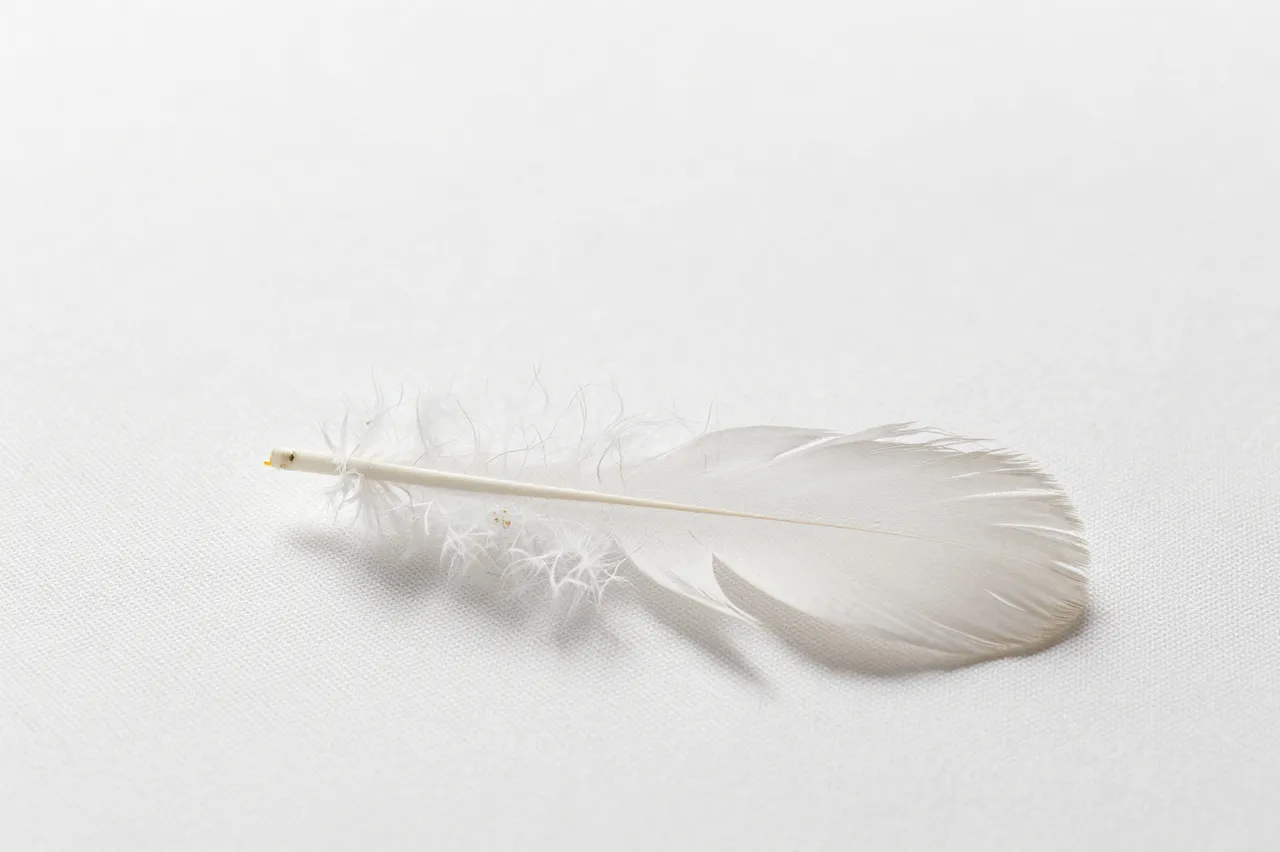 A single soft white feather rests on textured white linen with ample empty space around it