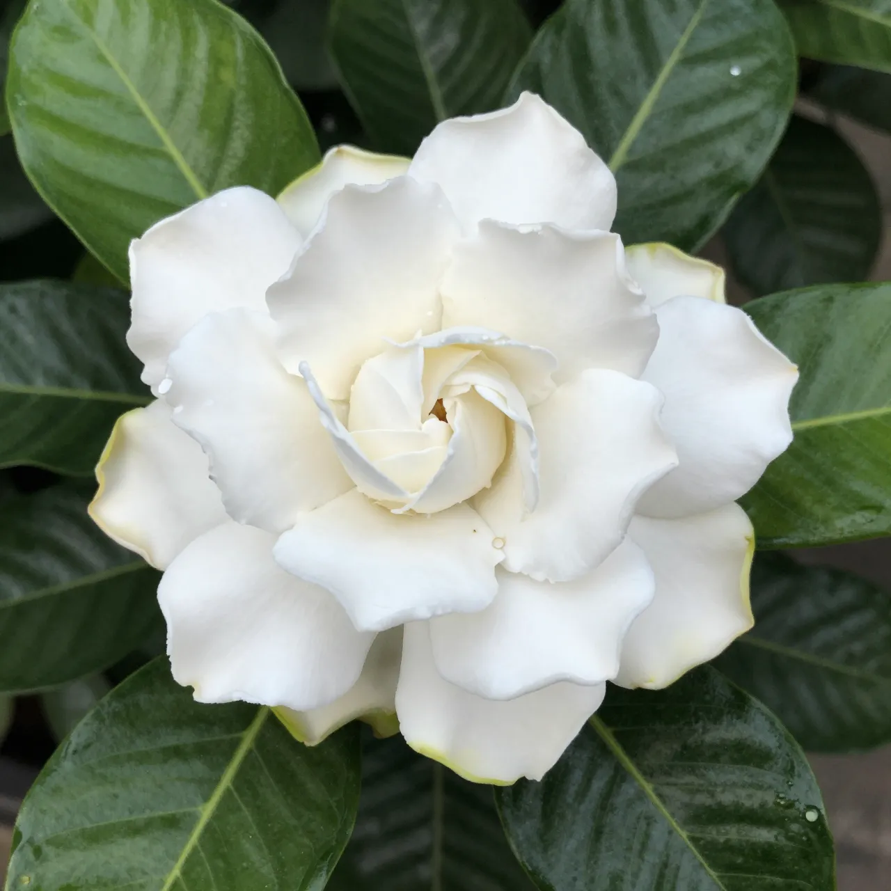 Close-up of a fully opened white gardenia flower surrounded by glossy dark green leaves with small water droplets