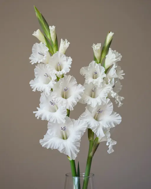 Blooming white gladiolus stems arranged in a clear glass vase against a soft taupe background