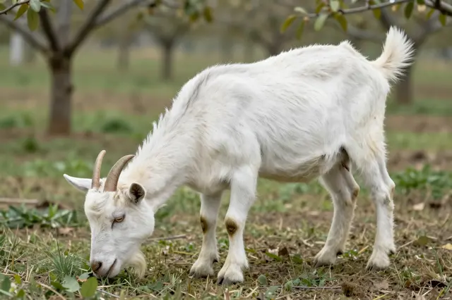 A white horned Saanen goat grazes on grass beneath fruit orchard trees