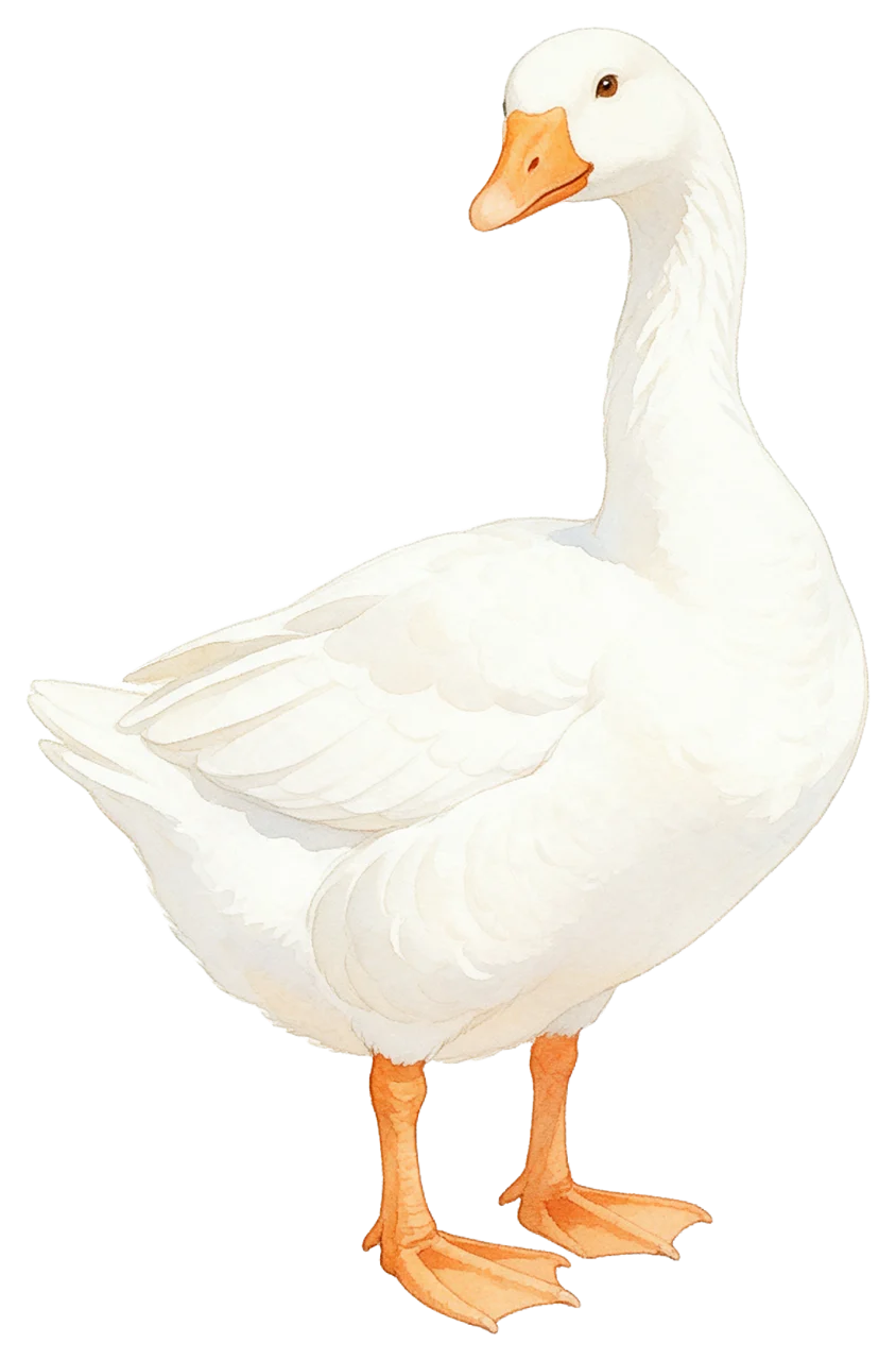 Soft watercolour illustration of a white goose standing and looking back over its shoulder