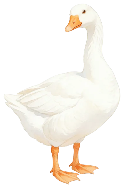 Soft watercolour illustration of a white goose standing and looking back over its shoulder