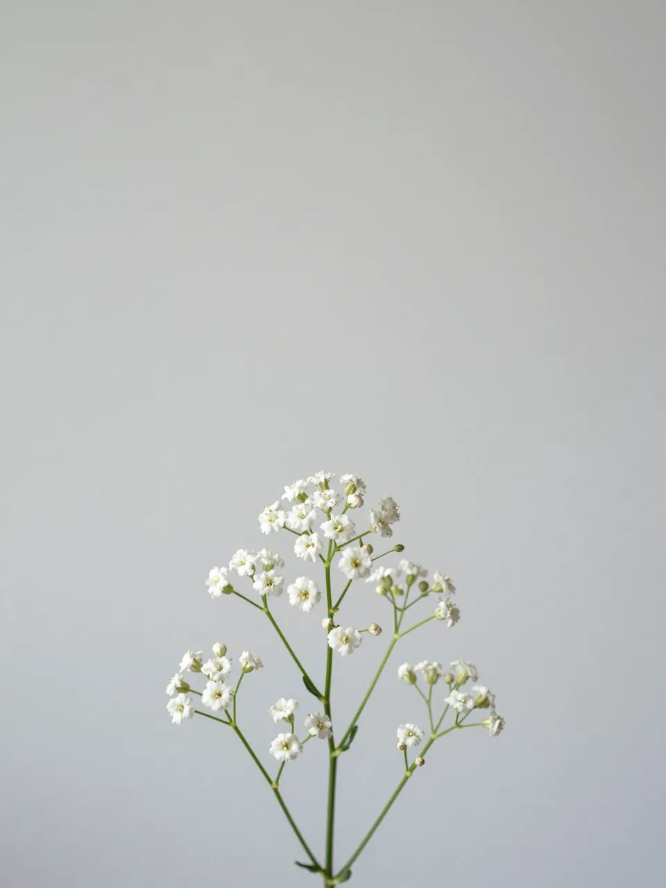 A single stem of tiny white gypsophila flowers sits at the bottom of a pale gray backdrop with empty copy space above.