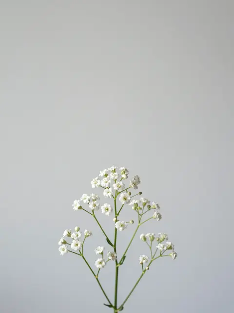 A single stem of tiny white gypsophila flowers sits at the bottom of a pale gray backdrop with empty copy space above.