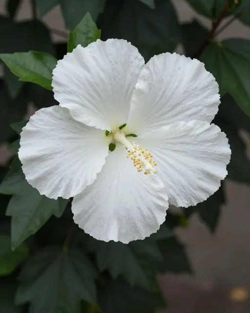 A crisp white hibiscus bloom with a prominent long stamen stands against dark glossy green leaves