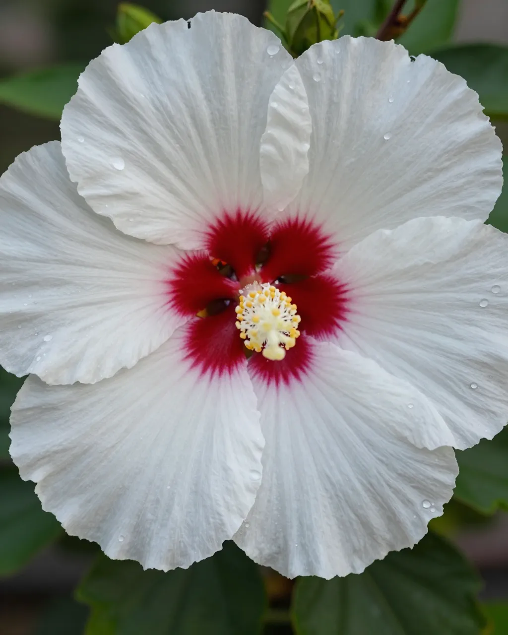Close up of a white hibiscus flower with a crimson center and dew droplets on its petals at dawn