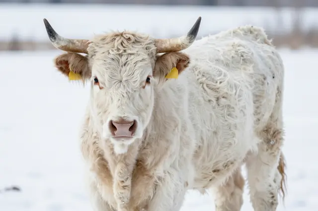 A fluffy white highland cow stands facing the camera in a snowy winter field.