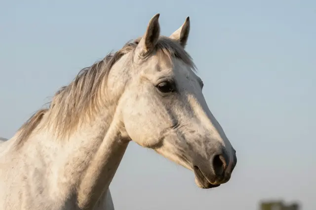 Close-up portrait of a light grey dappled horse against a soft pale evening sky