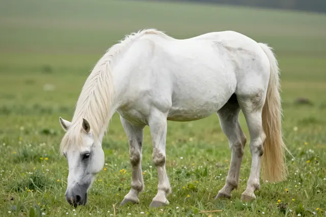 A pale white horse with a light mane grazes peacefully in a lush green wildflower meadow