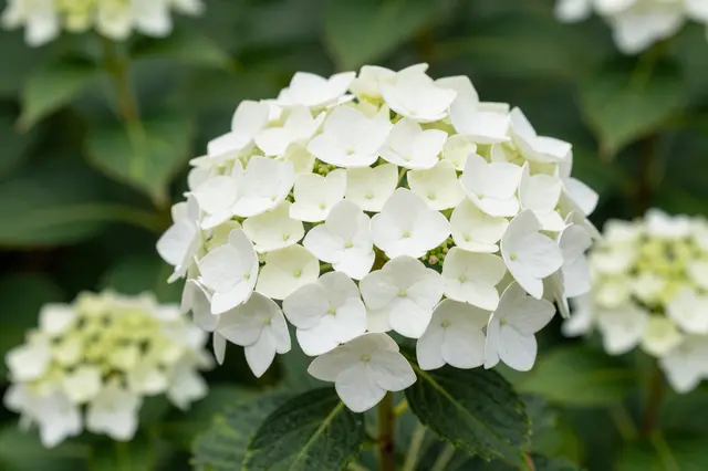 Sharp close-up of a round white hydrangea bloom surrounded by soft blurred green foliage and out-of-focus flower heads