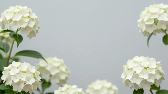 Clusters of white hydrangea flowers frame a plain pale gray central copy space.