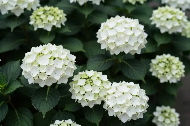 Clusters of crisp white hydrangea blooms sit against deep dark green serrated foliage