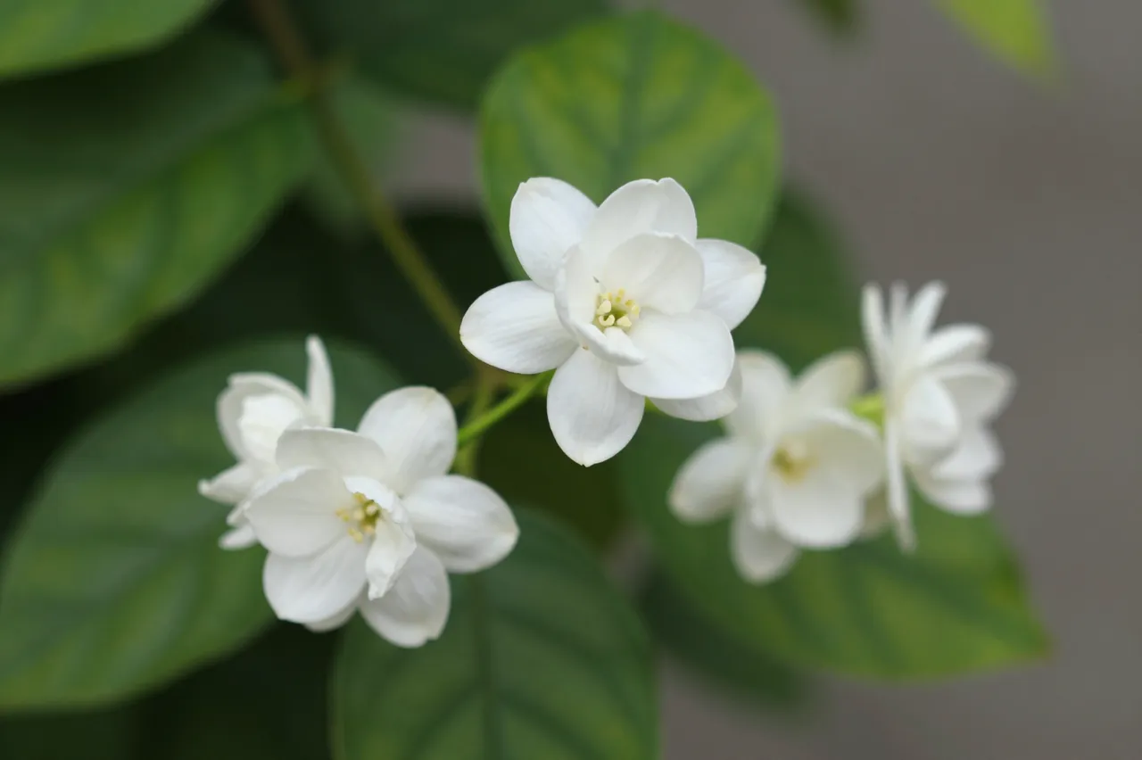 Close-up of clustered white jasmine flowers on a green vine with softly blurred background foliage