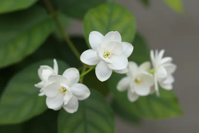 Close-up of clustered white jasmine flowers on a green vine with softly blurred background foliage
