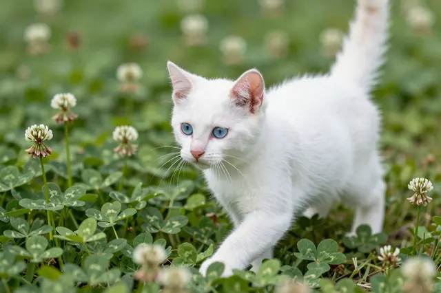 A white kitten with bright blue eyes and pink inner ears steps through green flowering clover in a garden