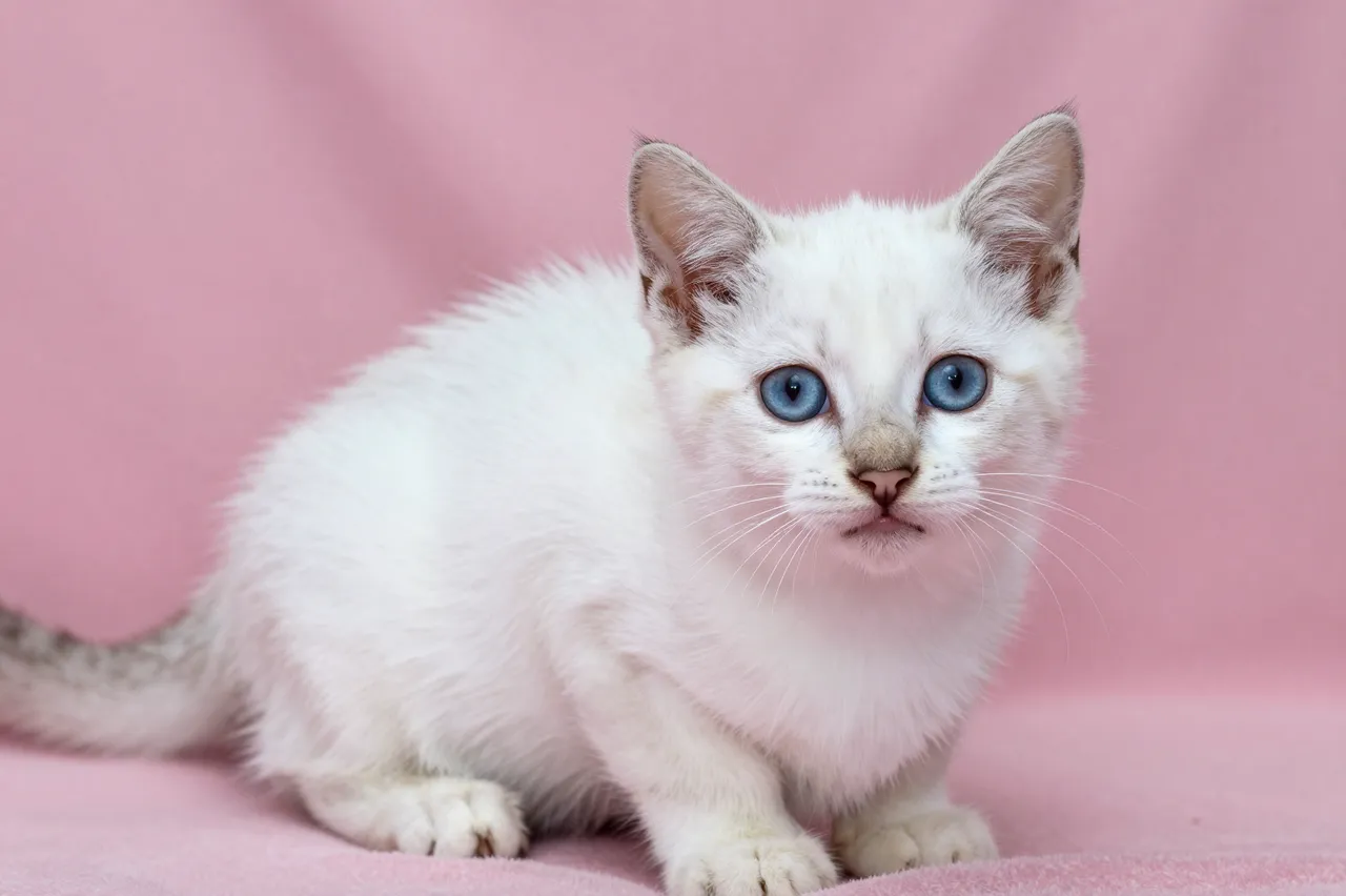 A fluffy white kitten with bright blue eyes sits facing the camera on a soft pink fabric blanket.