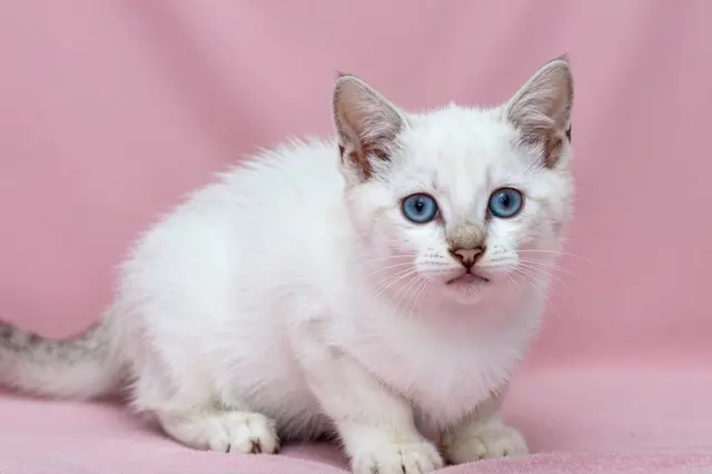 A fluffy white kitten with bright blue eyes sits facing the camera on a soft pink fabric blanket.