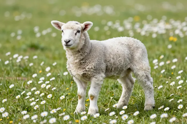 A fluffy white lamb stands in a sunlit spring meadow dotted with white daisies.