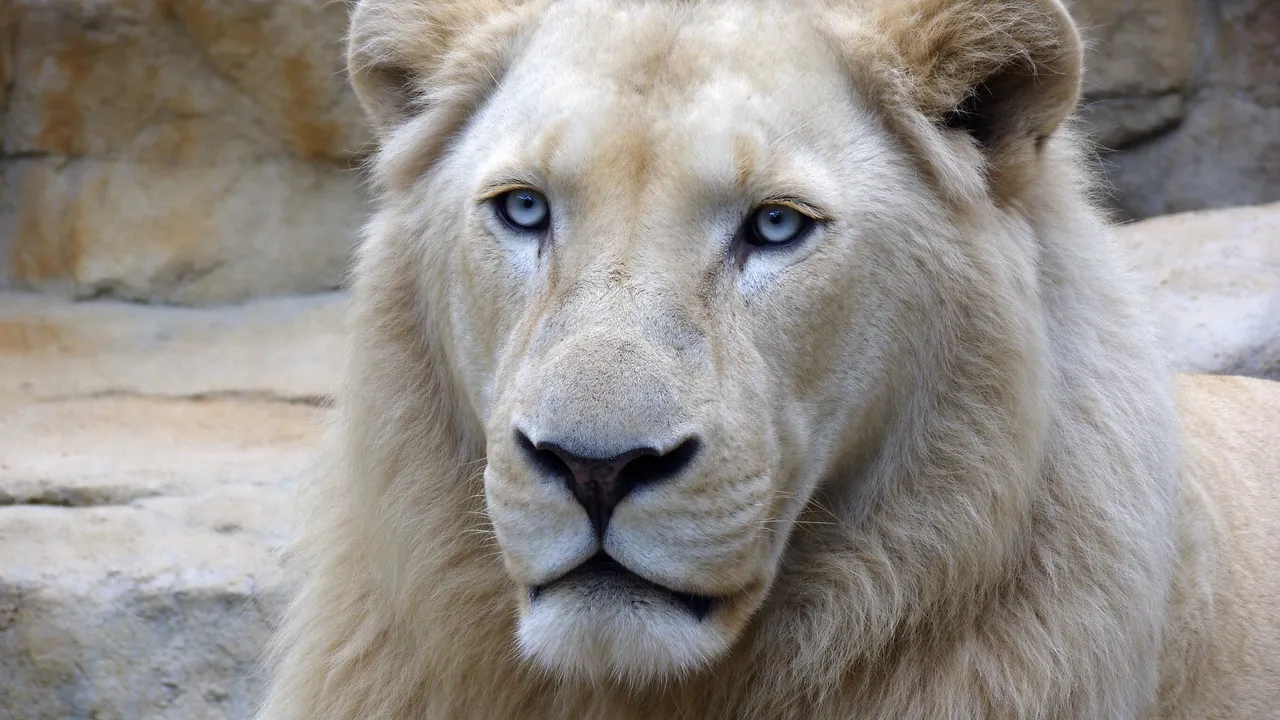 Close up portrait of a white lion with pale blue eyes resting against sandy rock formations
