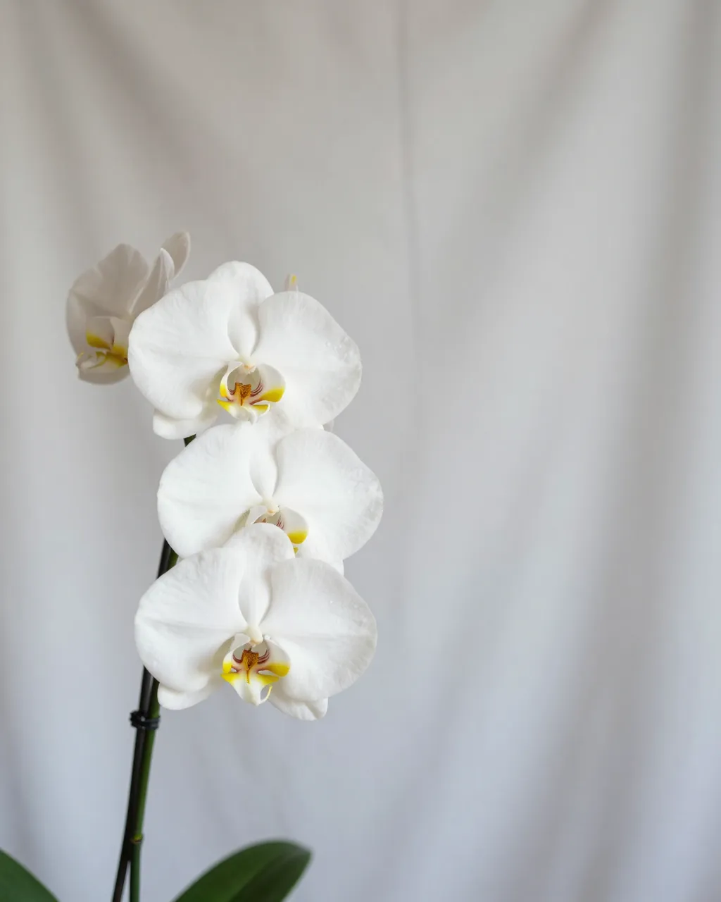 A white phalaenopsis orchid stem sits against a soft draped white backdrop with empty space to the right.