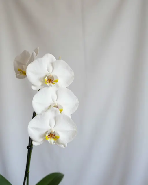 A white phalaenopsis orchid stem sits against a soft draped white backdrop with empty space to the right.