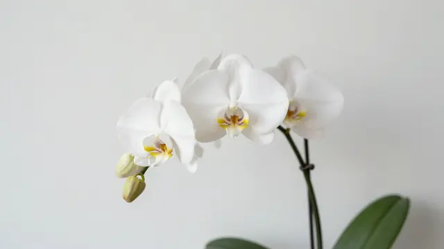 A white phalaenopsis orchid stem with open blooms and buds sits against a plain light off-white wall.
