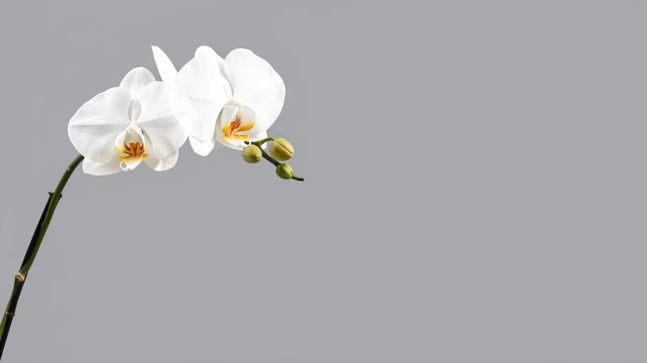 A single arching white orchid stem with open blooms and buds sits on the left against a plain dove gray background with