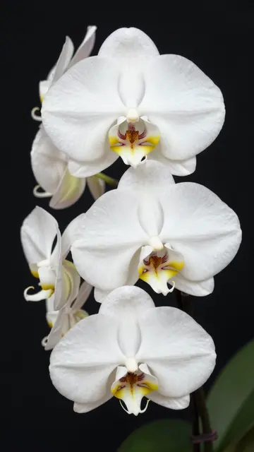Vertical close-up of a cluster of white moth orchid flowers against a solid black background