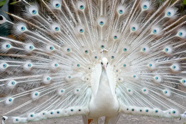 A white peacock stands facing forward with its full ornate tail fanned open.