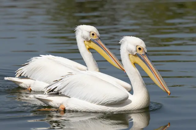 Two white pelicans float side by side on still rippling lake water.