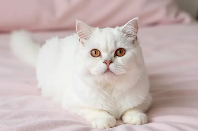 A fluffy white Persian cat with rich copper eyes lies calmly on a soft pastel pink blanket.