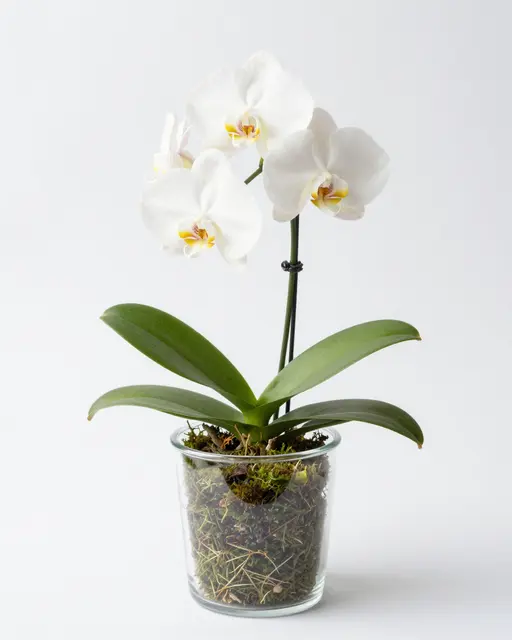 A blooming white phalaenopsis orchid in a glass pot with moss against a plain white background