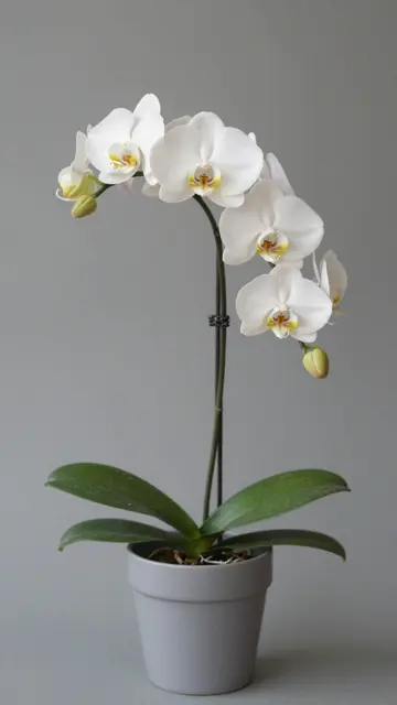 A blooming white phalaenopsis orchid with an arching stem sits in a plain gray pot against a solid gray background.