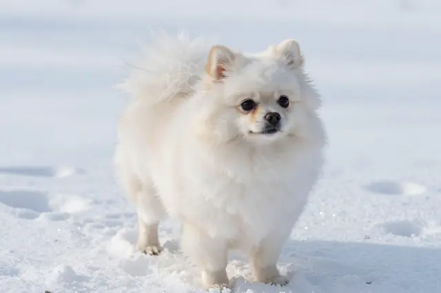 Fluffed up white Pomeranian standing gently in bright fresh winter snow