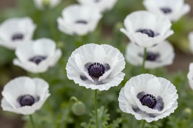 Sharp foreground white poppies with dark purple centers grow among blurred background poppies and green foliage.