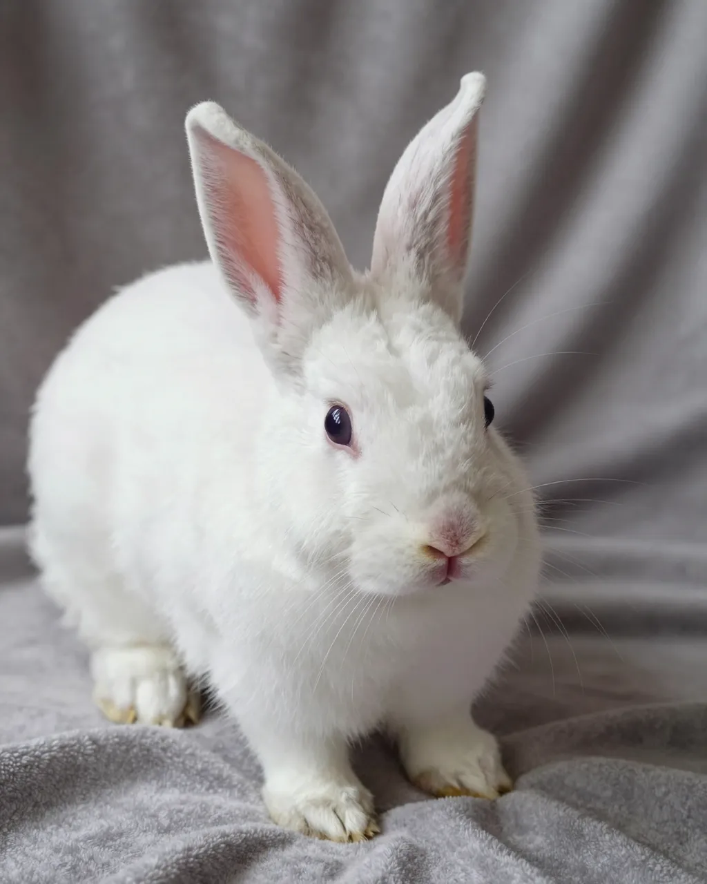A fluffy white rabbit with pink inner ears sits calmly on a plush gray fabric blanket.