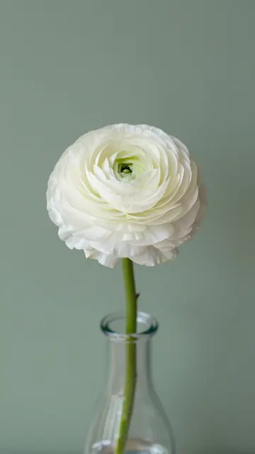 A single white ranunculus flower sits in a clear glass vase against a soft sage green wall.