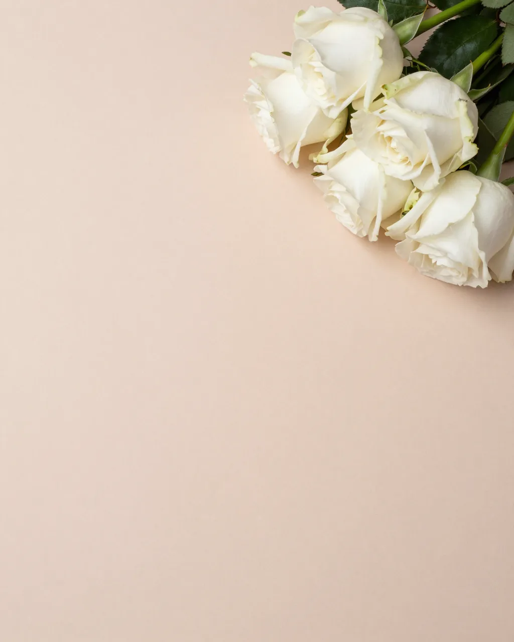 A cluster of white roses rests in the top right corner of a plain blush backdrop with empty copy space.