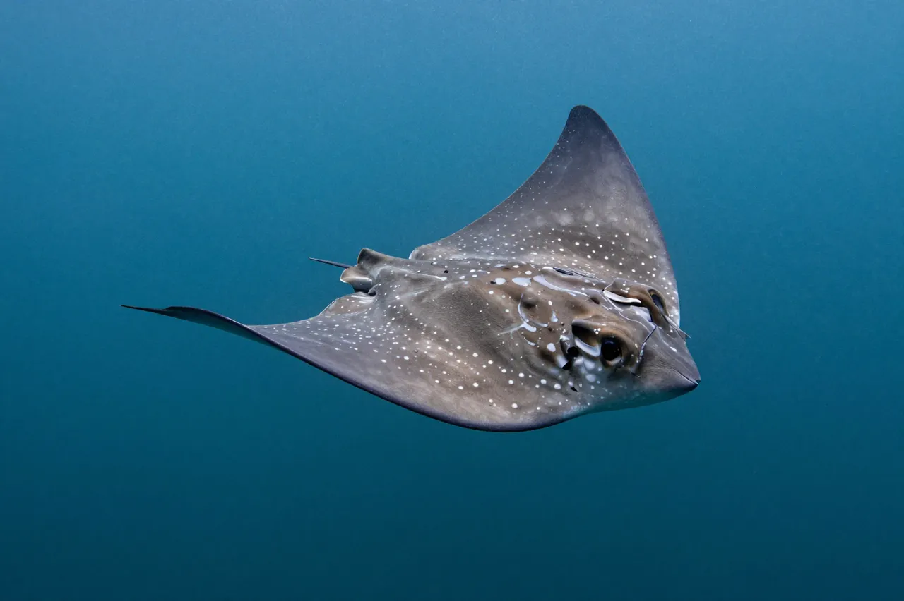 A white-spotted ray swims smoothly through clear deep blue ocean water.