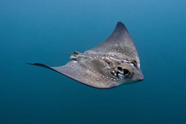 A white-spotted ray swims smoothly through clear deep blue ocean water.