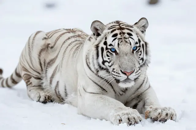 A white tiger with bright blue eyes rests calmly on fresh winter snow.