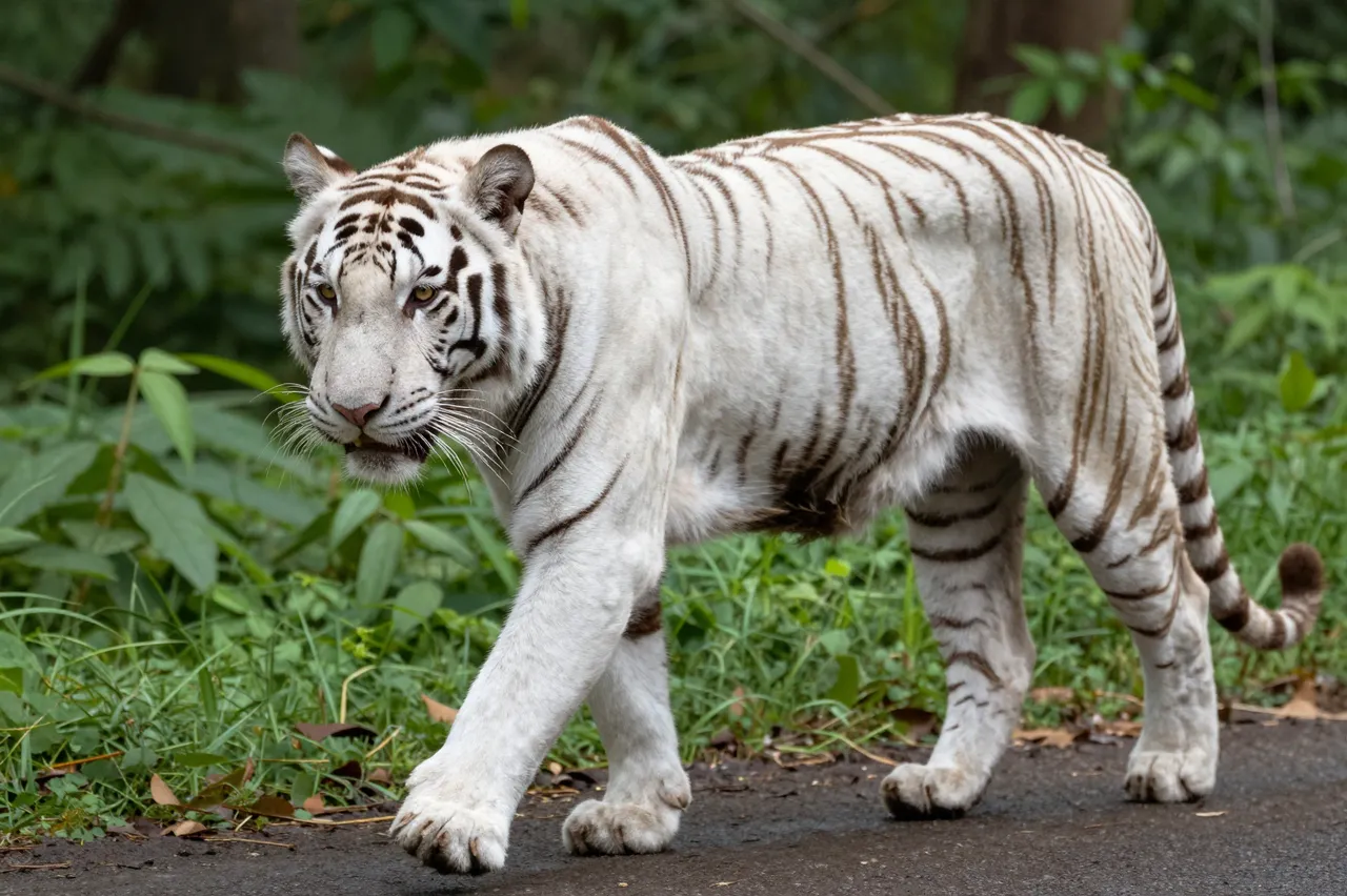 A white tiger with brown stripes walks slowly along a dirt path in a lush green forest