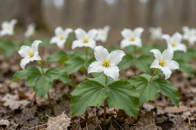 Clusters of white trillium wildflowers grow from leaf-littered spring forest ground