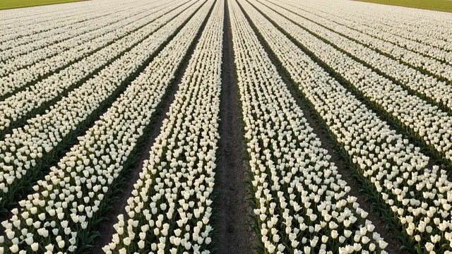 Straight rows of blooming white tulips stretch across a farm field at sunrise, with a central dirt track