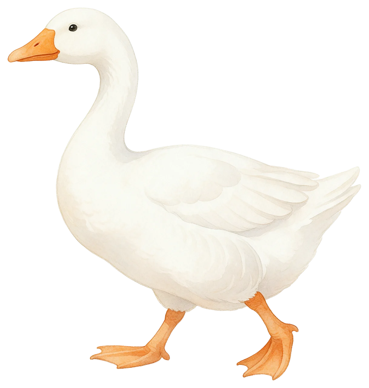 Soft watercolour illustration of a white goose walking toward the left with orange beak and feet