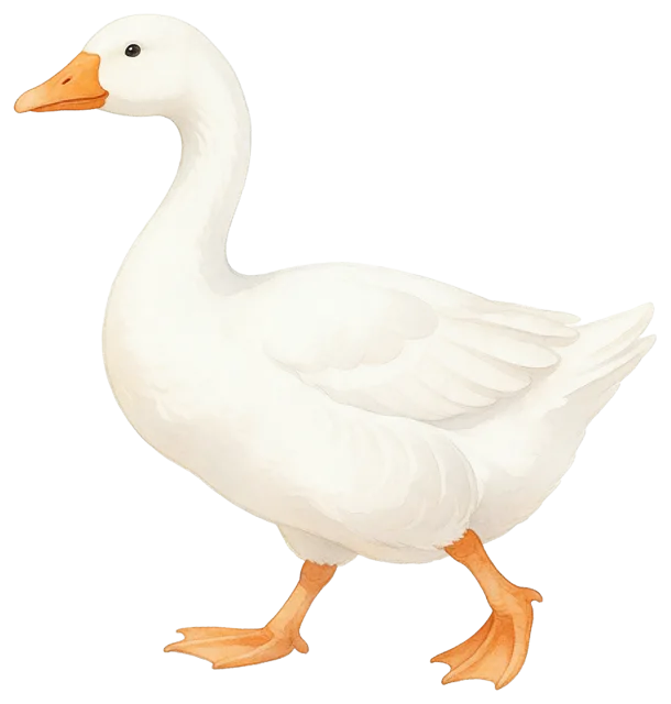 Soft watercolour illustration of a white goose walking toward the left with orange beak and feet